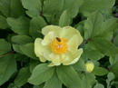 Golden Peony